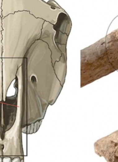 В Испании выявили древнейшие в Европе останки мулицы
