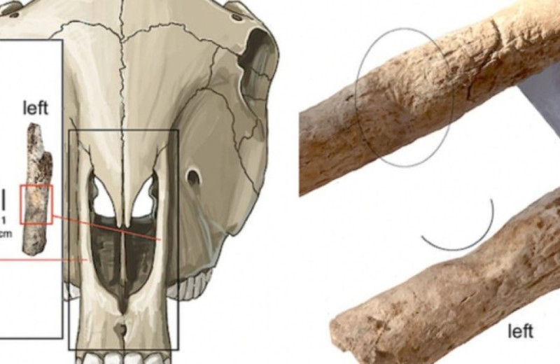 В Испании выявили древнейшие в Европе останки мулицы