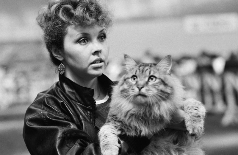 Когда в России прошла первая выставка кошек?