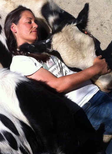 Приют для животных приглашает на терапевтические объятия с коровами