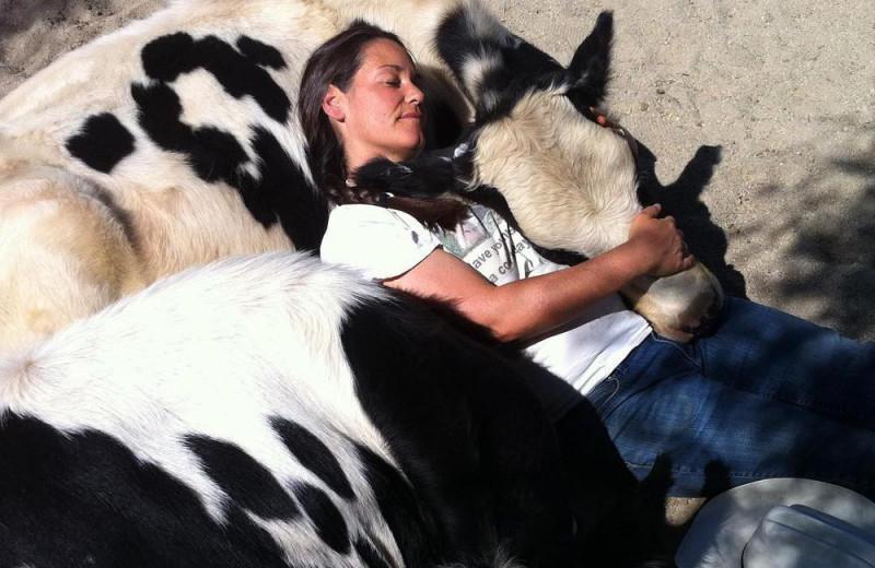 Приют для животных приглашает на терапевтические объятия с коровами