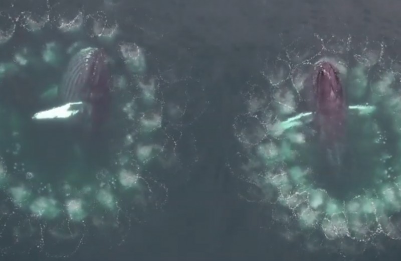 Как киты охотятся с пузырьковыми сетями: видео