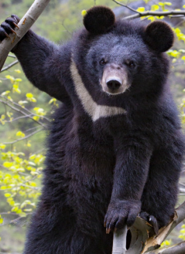 Гималайский медведь оказался результатом гибридизации северных и южных медведей