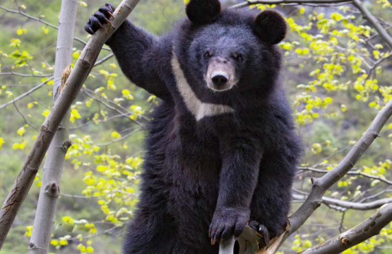 Гималайский медведь оказался результатом гибридизации северных и южных медведей