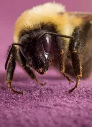 Королевы шмелей могут 8 дней дышать под водой