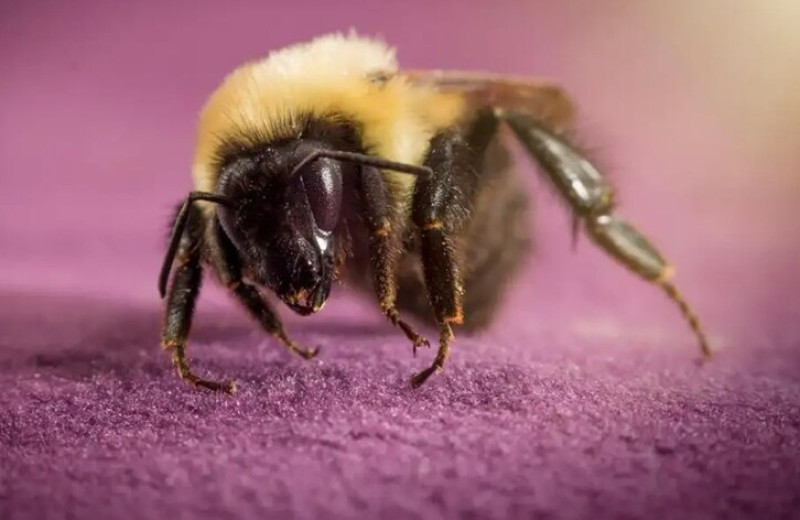 Королевы шмелей могут 8 дней дышать под водой