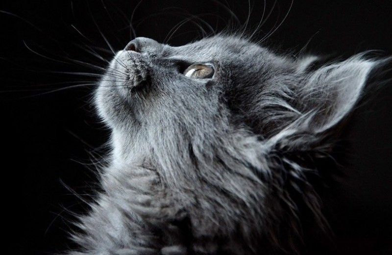 10 фактов о кошках: киприоты, пацифисты, полиглоты
