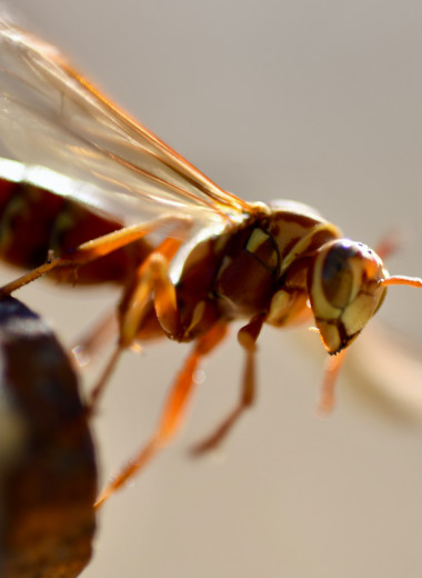 Палеонтологи описали древнейшее способное трещать крыльями насекомое