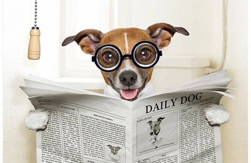 Что нового в мире собак? 15 неожиданных фактов из жизни четвероногих, о которых вы и подумать не могли