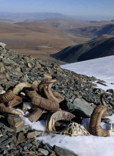 Растаявший ледник в Монголии обнажил останки архаров и древнее оружие
