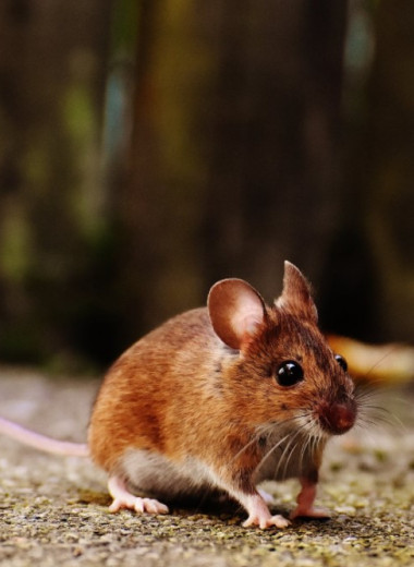 Жизнь в клетках с игрушками и тоннелями надолго повысила индивидуальность мышей
