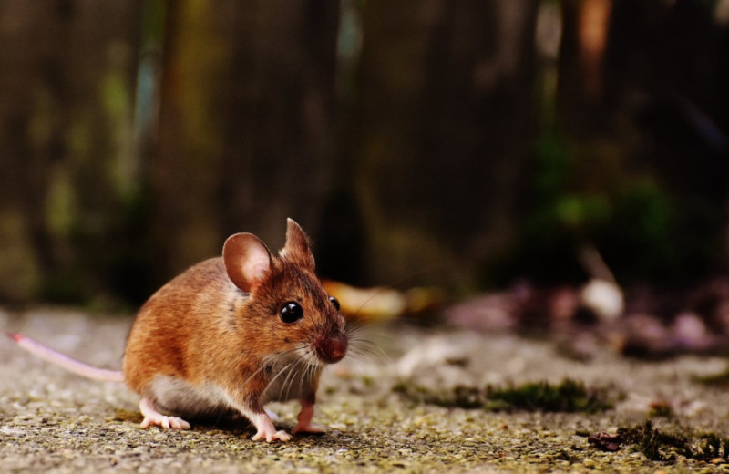 Жизнь в клетках с игрушками и тоннелями надолго повысила индивидуальность мышей
