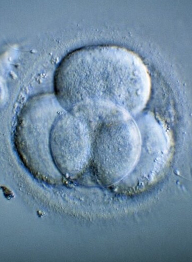 Ученые подтвердили, что эмбрионы от 