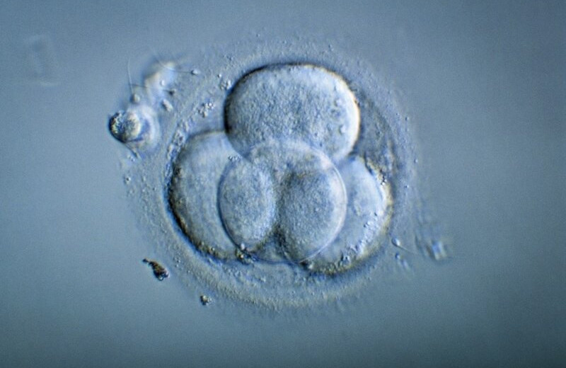 Ученые подтвердили, что эмбрионы от 
