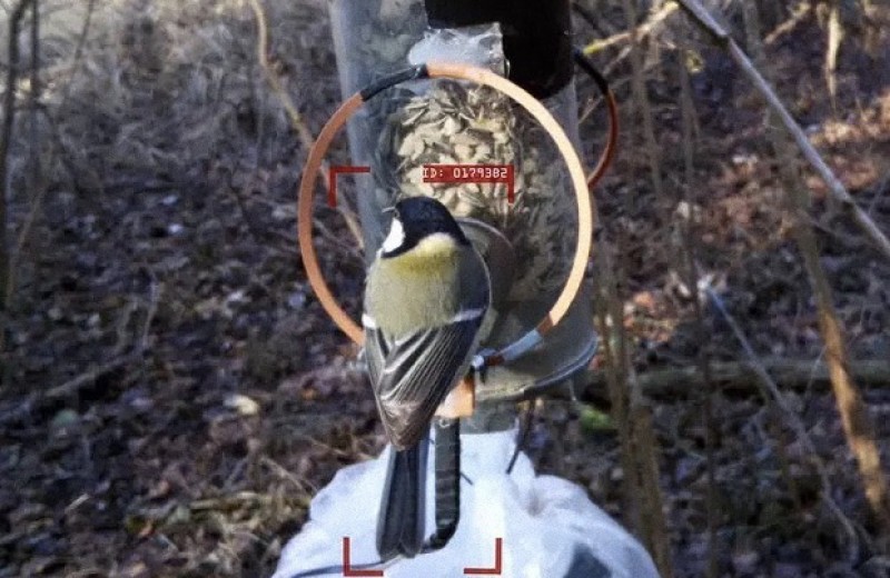 RFID-метки помогли автоматизировать сбор снимков для распознавания птиц