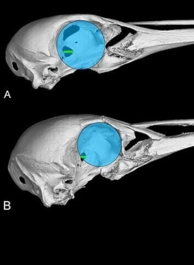 Вымерших гавайских ибисов назвали ночными и слабовидящими