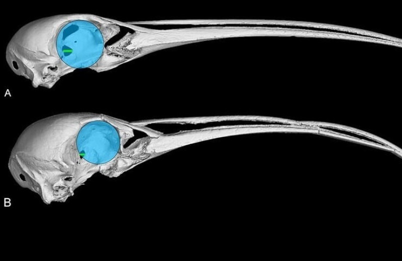 Вымерших гавайских ибисов назвали ночными и слабовидящими