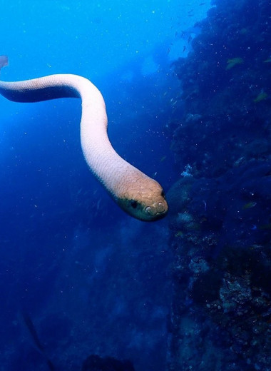 Морские змеи вовлекают дайверов в свои брачные игры