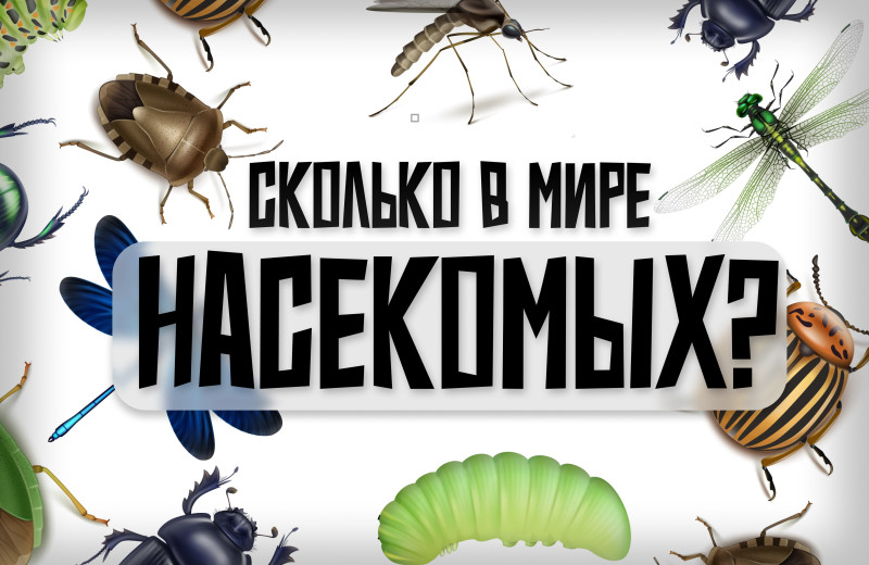 Задачка для биолога: сколько же на свете насекомых и как их сосчитать