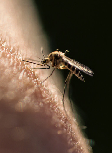 Как избавиться от укуса комара и чем лечить зуд. Советы врача