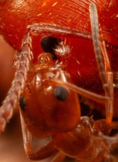 Мелкие муравьи очистили муравьев более крупного вида