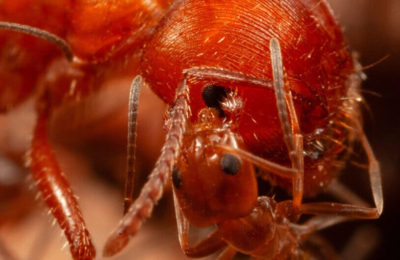 Мелкие муравьи очистили муравьев более крупного вида