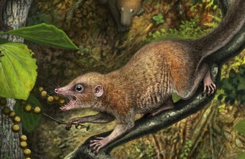 Ареал древнейших родственников приматов расширили к югу