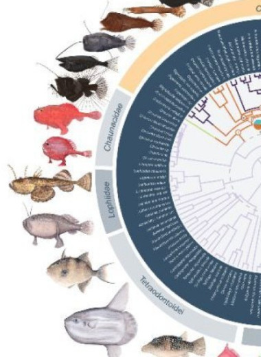 Сексуальный паразитизм сделал удильщиков самыми разнообразными глубоководными рыбами