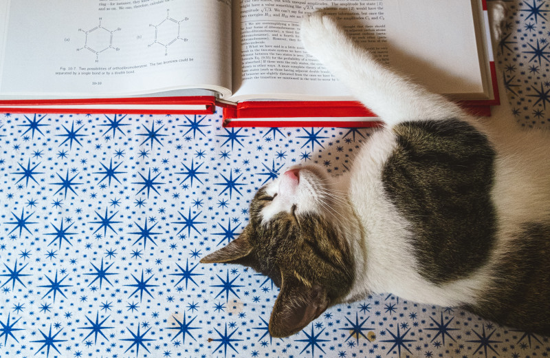 Физики научились превращать котенка Шредингера в кота и наоборот