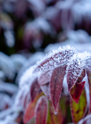 Как растения узнают о приближении зимы и адаптируются к холодам
