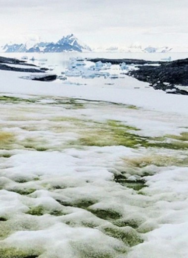 Потепление позволит зеленым водорослям продвинуться вглубь Антарктиды