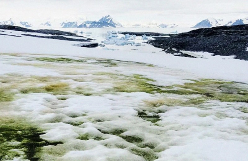 Потепление позволит зеленым водорослям продвинуться вглубь Антарктиды