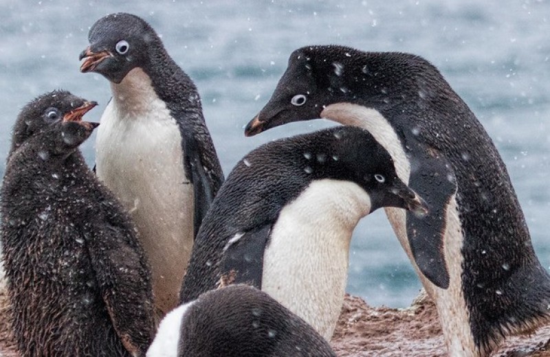 Отсутствие морского льда повысило успех размножения у пингвинов Адели в Восточной Антарктиде