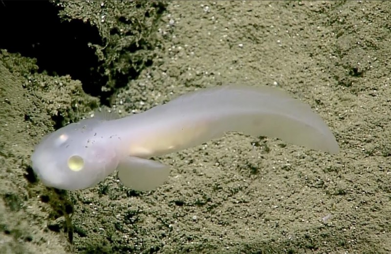 Как выглядит рыба-призрак со дна Марианской впадины: видео