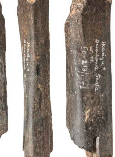 Медвежью кость с насечками назвали символическим предметом неандертальцев