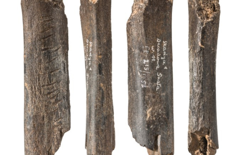 Медвежью кость с насечками назвали символическим предметом неандертальцев