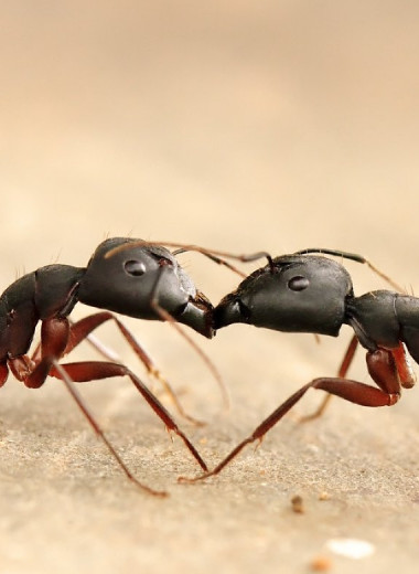 Для чего муравьи обмениваются рвотой