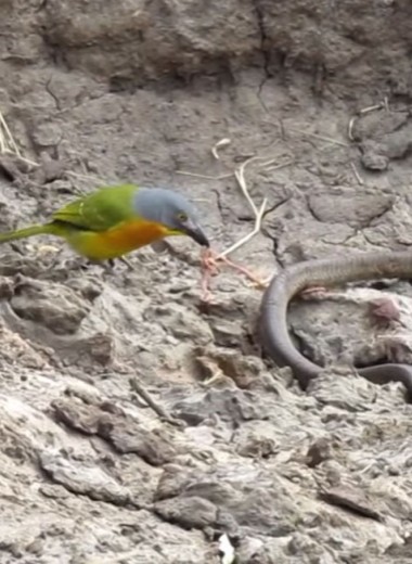 Сорокопут напал на живую змею: видео