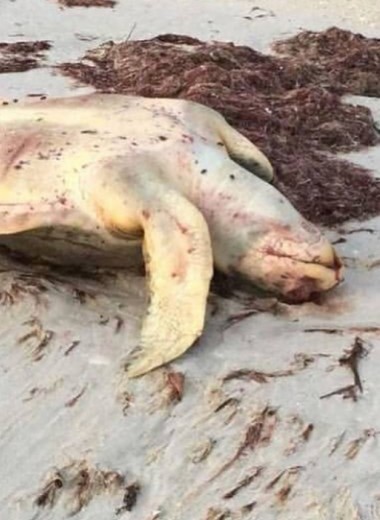 Водоросли-убийцы: почему во Флориде массово гибнут морские животные