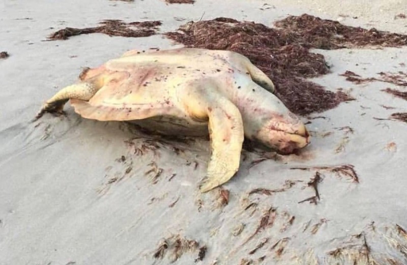 Водоросли-убийцы: почему во Флориде массово гибнут морские животные