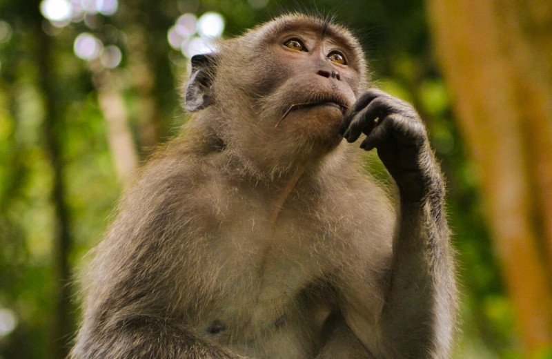 Как ИИ разрушает мышление людей? Узнайте интересный ответ!