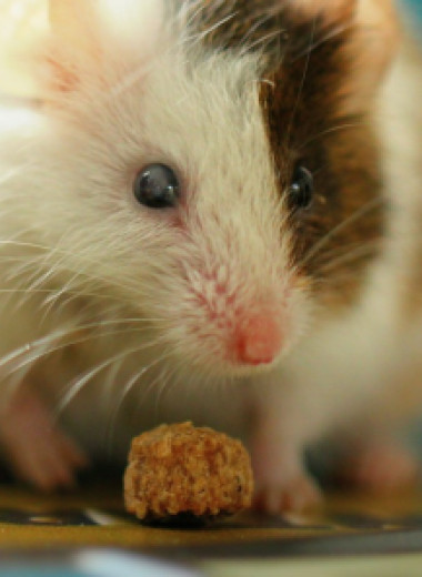 Чем мыши отличаются от крыс