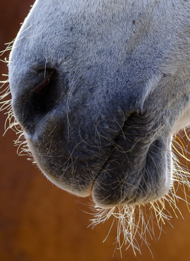 Лошади унюхали человеческий страх