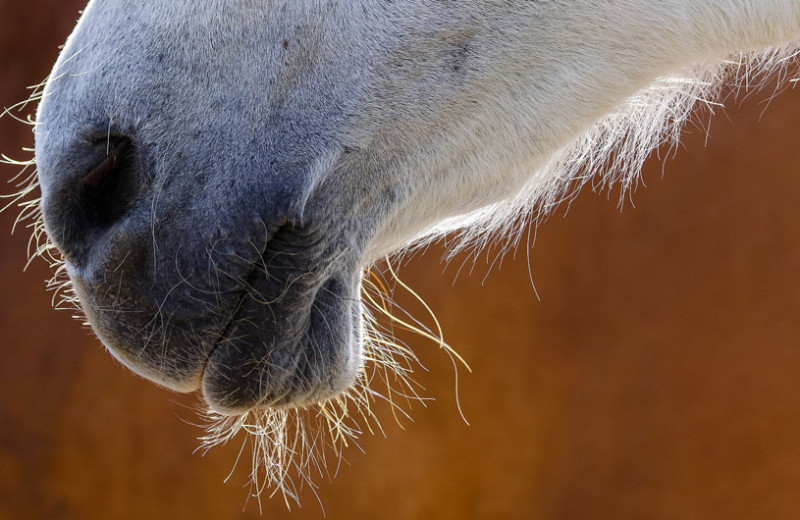 Лошади унюхали человеческий страх