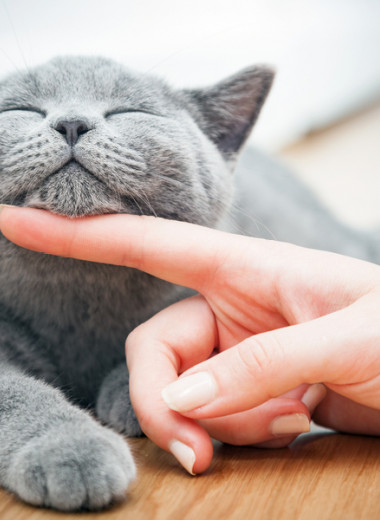 Лечат ли нас кошки: зоопсихолог объясняет поведение питомцев