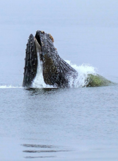 Почему киты не захлебываются во время еды