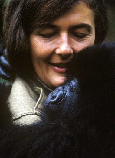 Дайан Фосси: невероятная история знаменитой исследовательницы горилл
