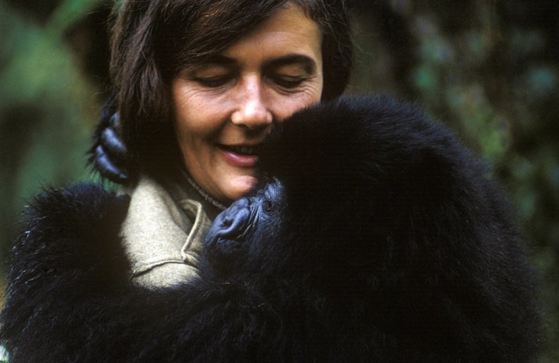 Дайан Фосси: невероятная история знаменитой исследовательницы горилл