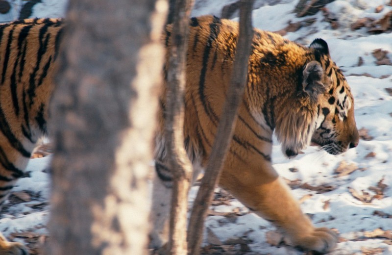 Спасти тигра. Как каждый может помочь амурским тиграм, которых в России осталось всего 540