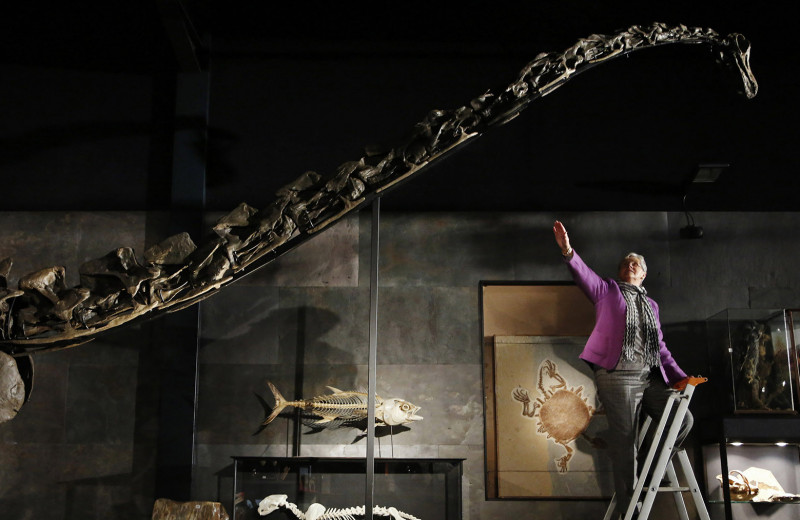 Дорогие кости: почему скелеты динозавров и древних существ стоят миллионы долларов
